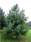 Pinus wallichiana1